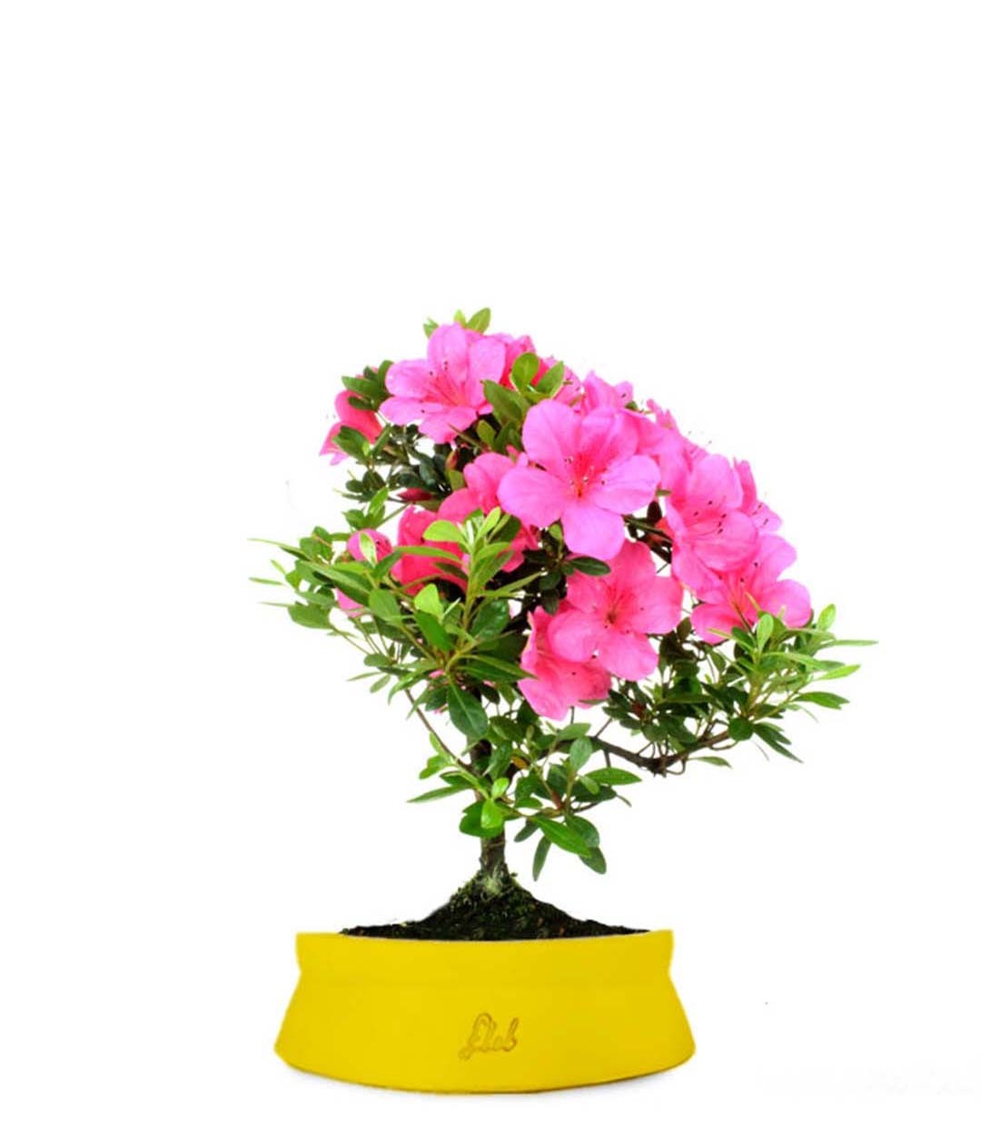 Azalea Bonsai