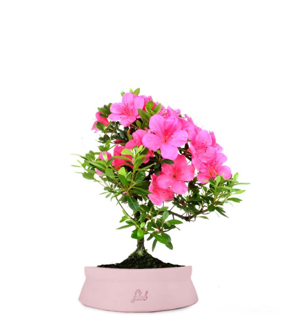 Azalea Bonsai