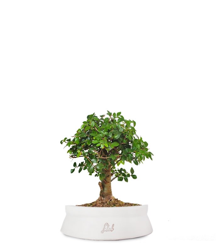 Olmo zelkova alberello