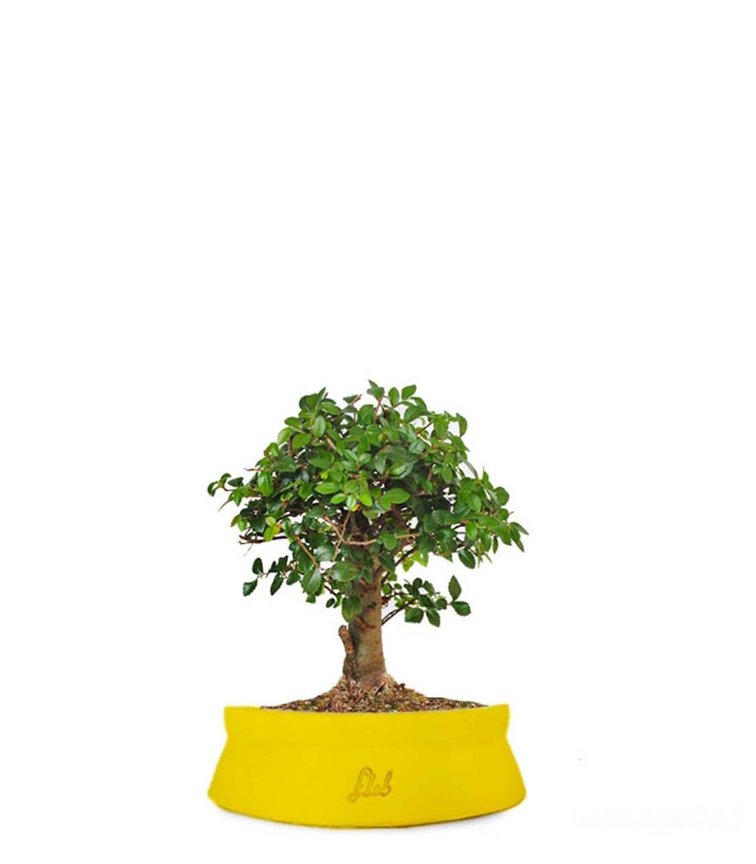 Olmo zelkova alberello