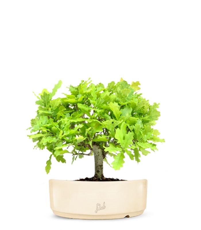 Quercia