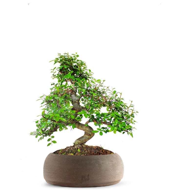Olmo bonsai M