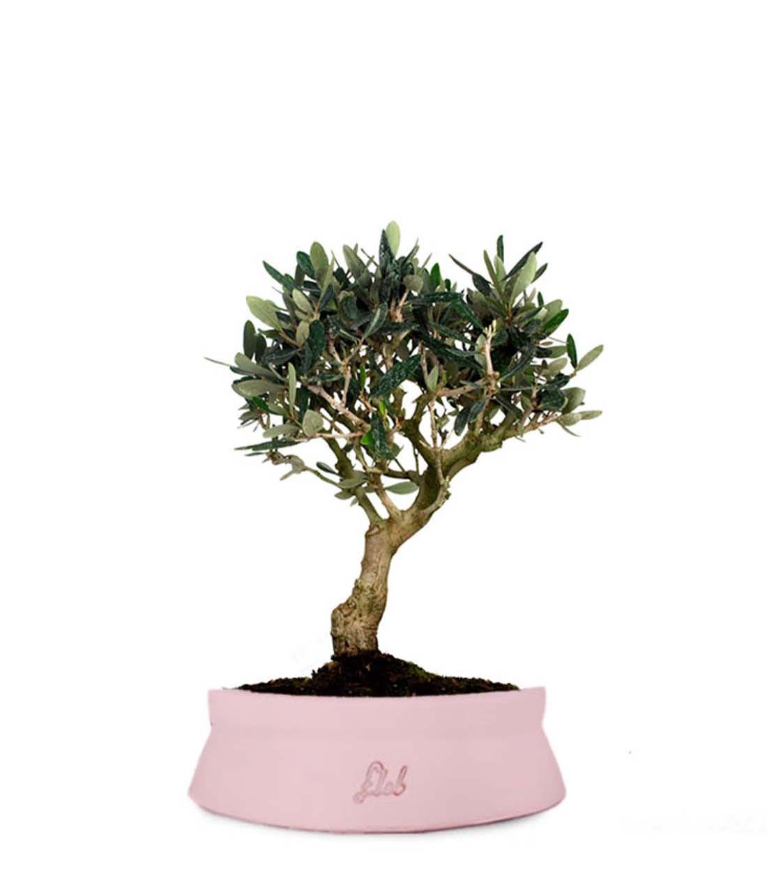 Olivo M