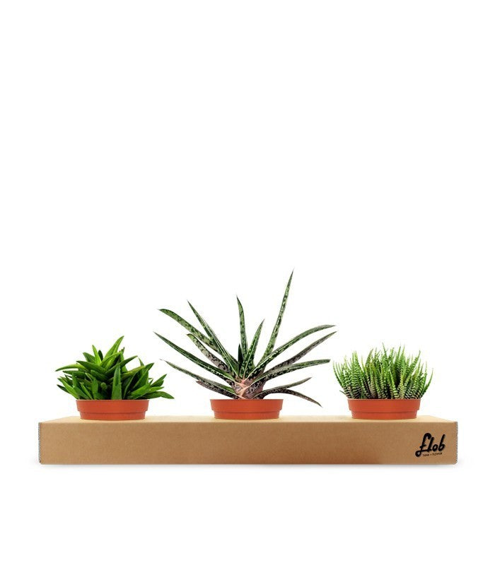Green succulent tris