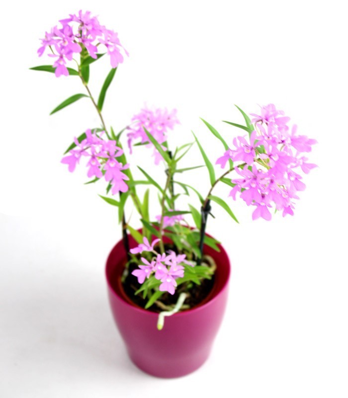 Epidendro rosa