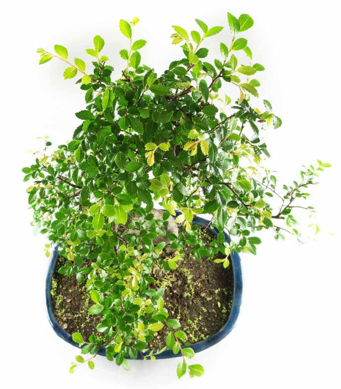 Olmo Bonsai impalcato