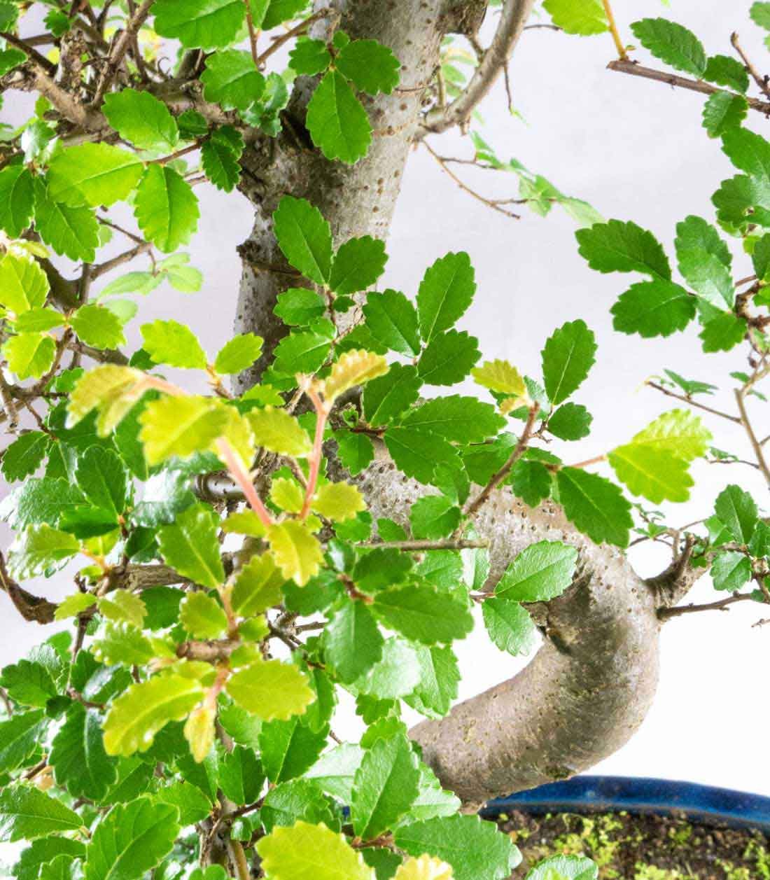 Olmo Bonsai impalcato