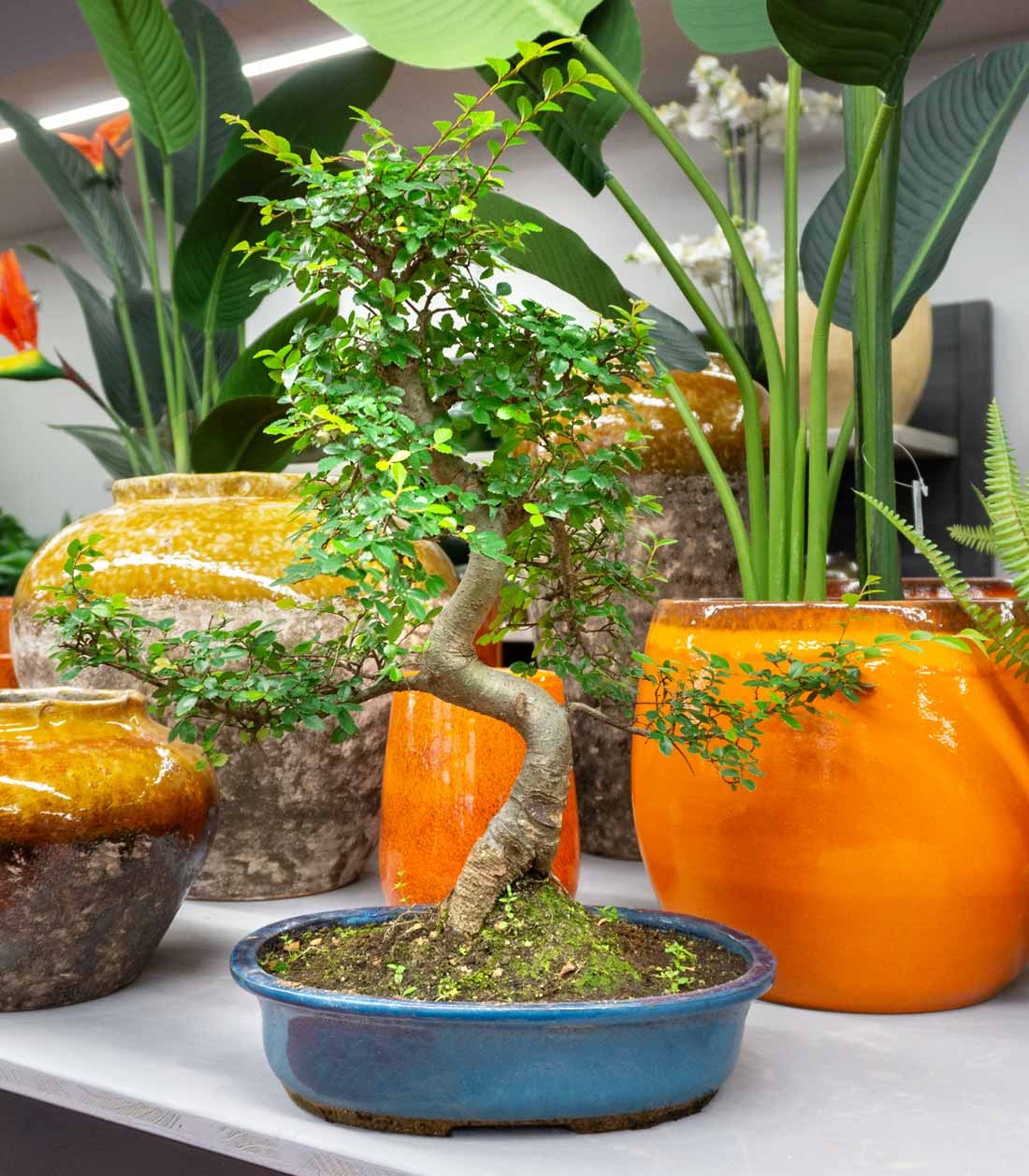 Olmo Bonsai impalcato
