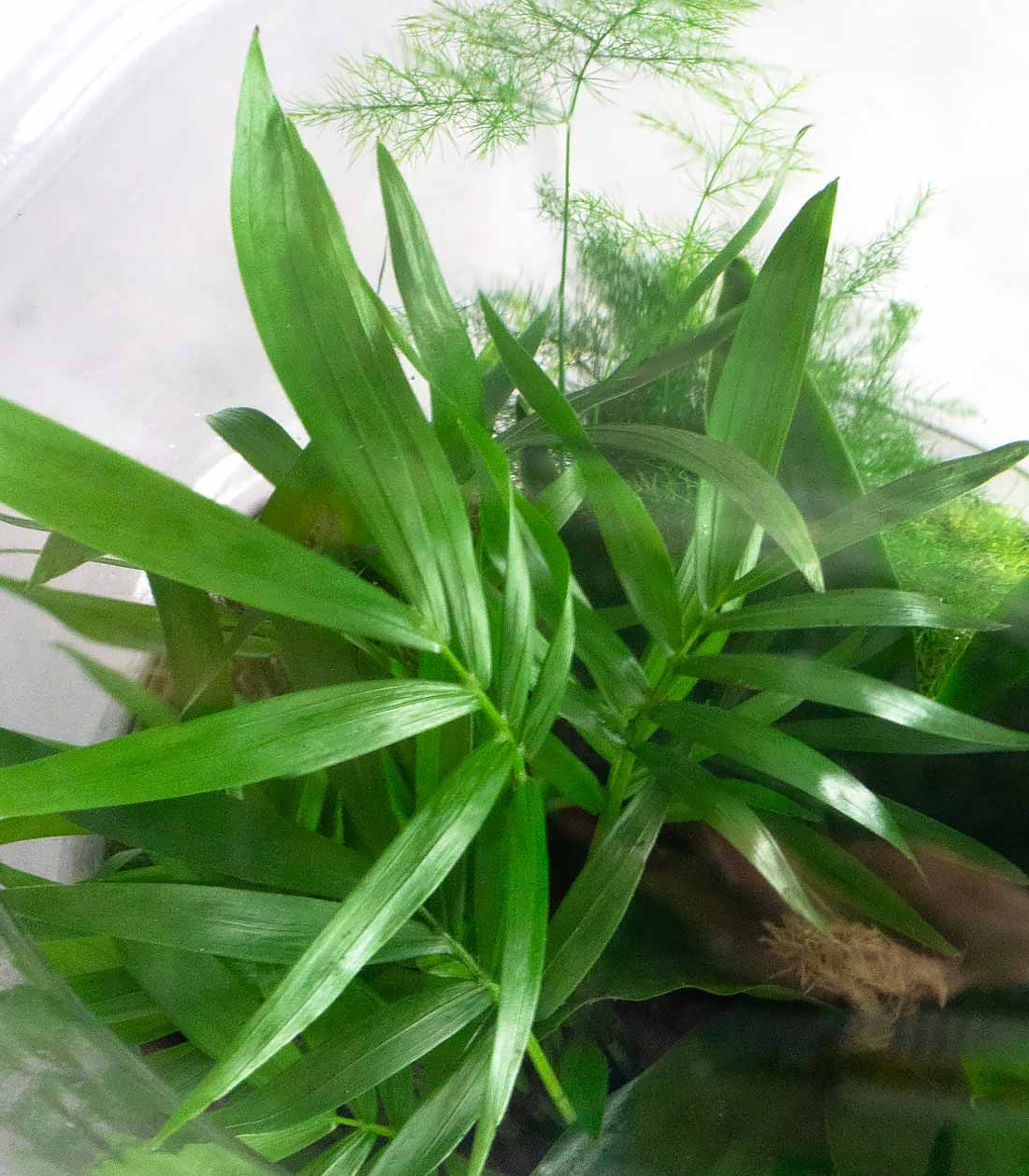 Terrario di vetro con chamaedorea
