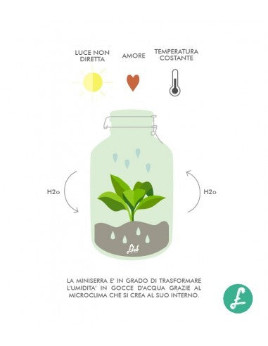 Terrario di vetro con chamaedorea