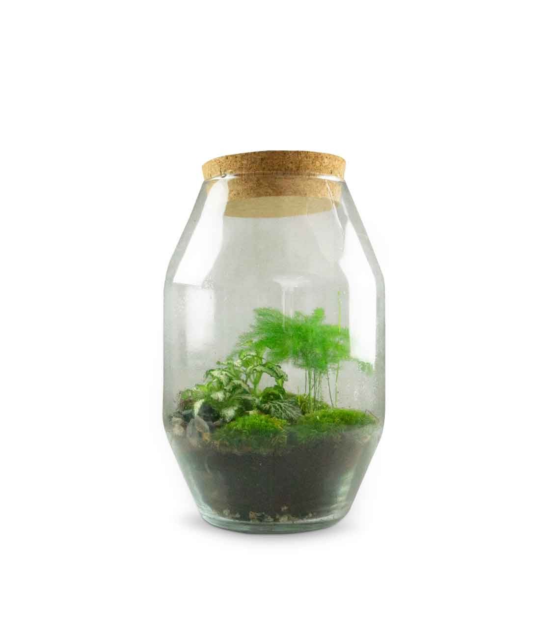 Terrarium in vetro con asparagina