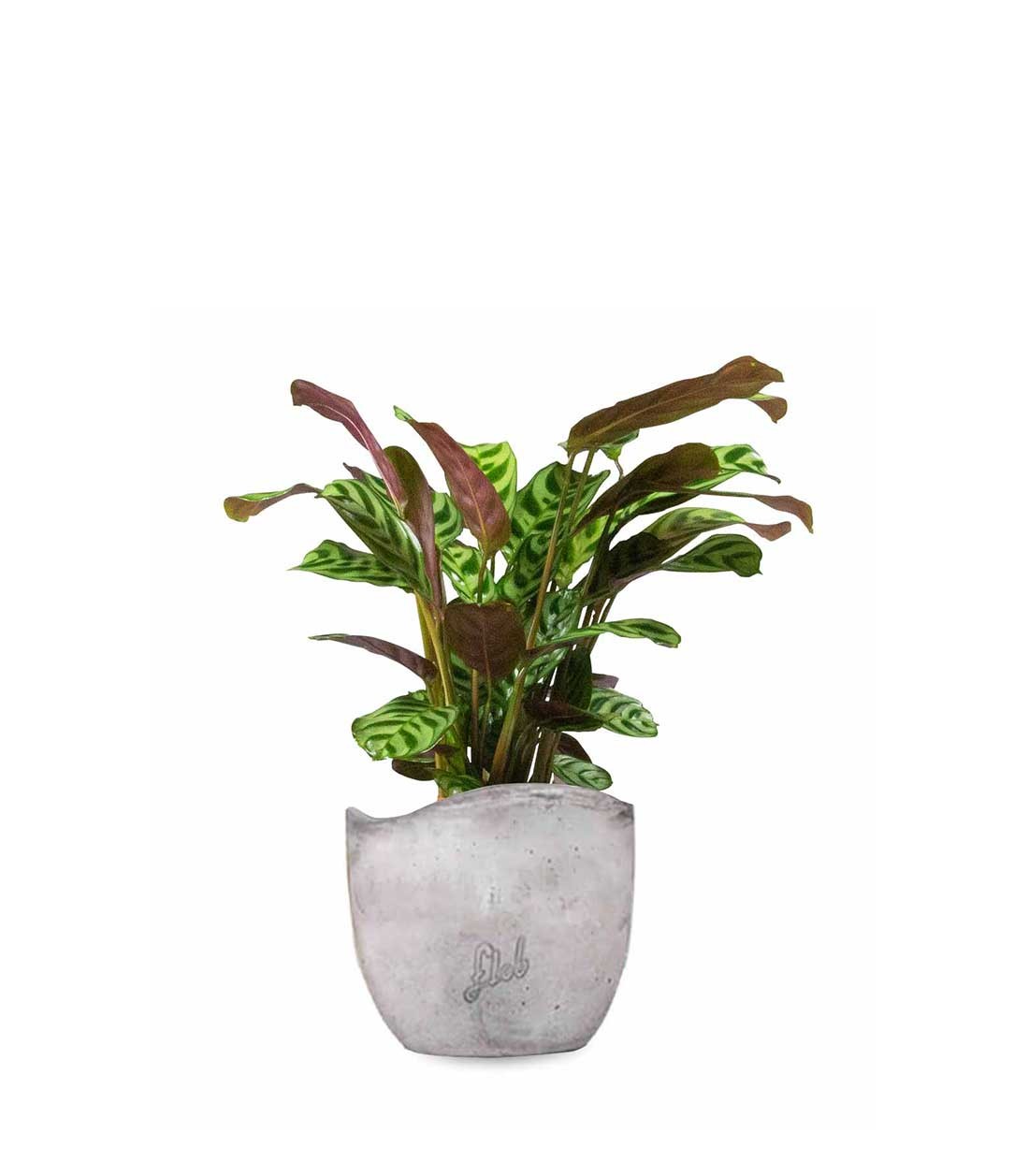 Calathea | Calathea makoyana o maranta