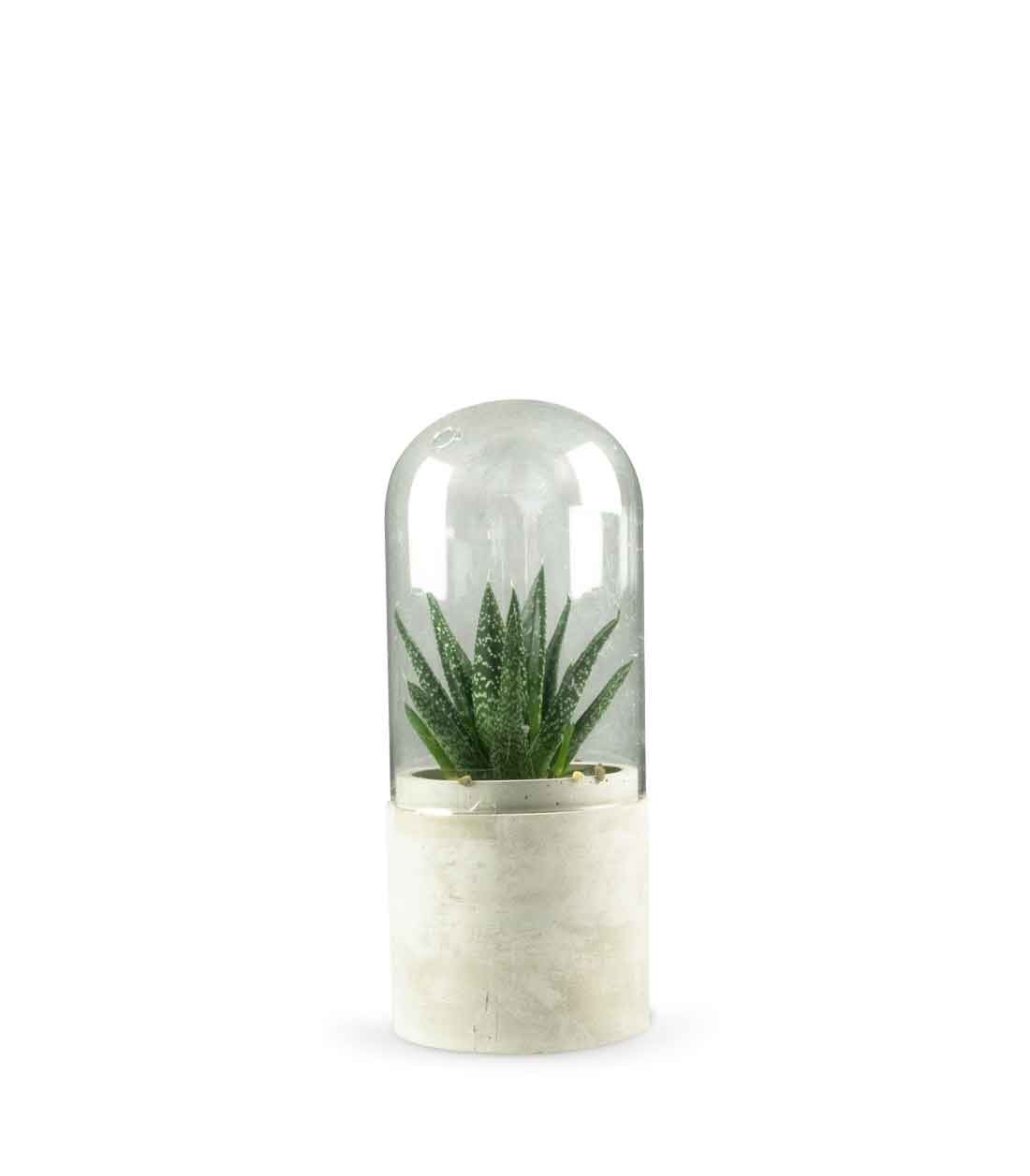 Aloe in capsula