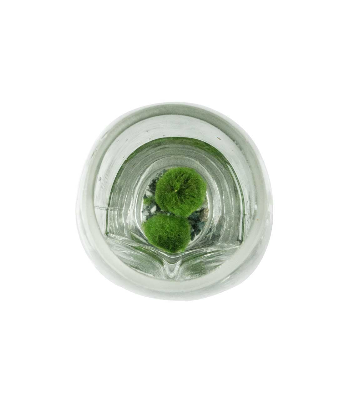 Marimo con vaso di vetro di design