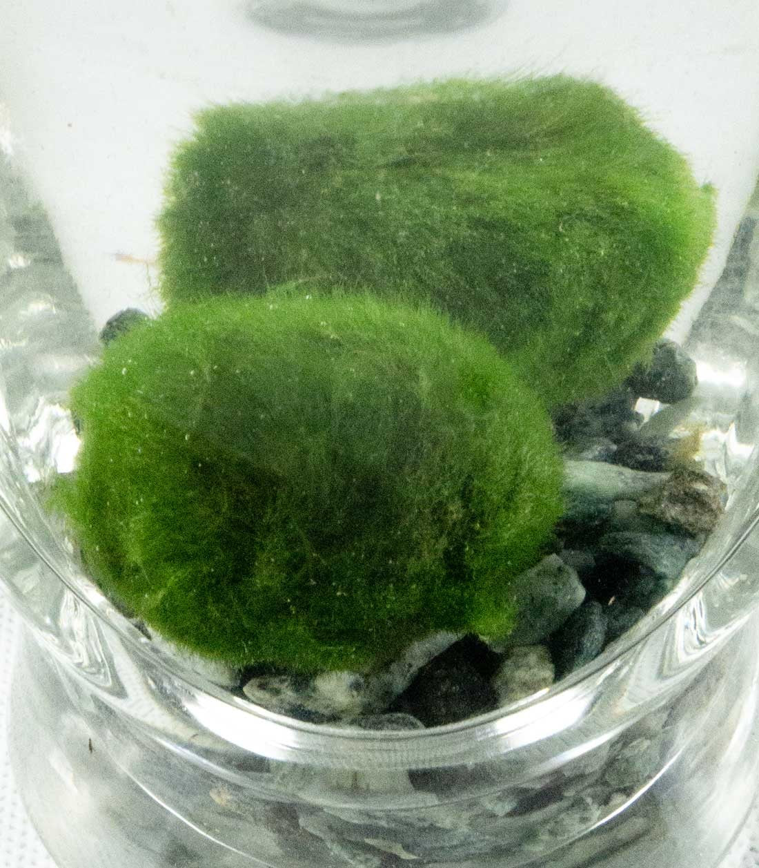 Marimo con vaso di vetro di design