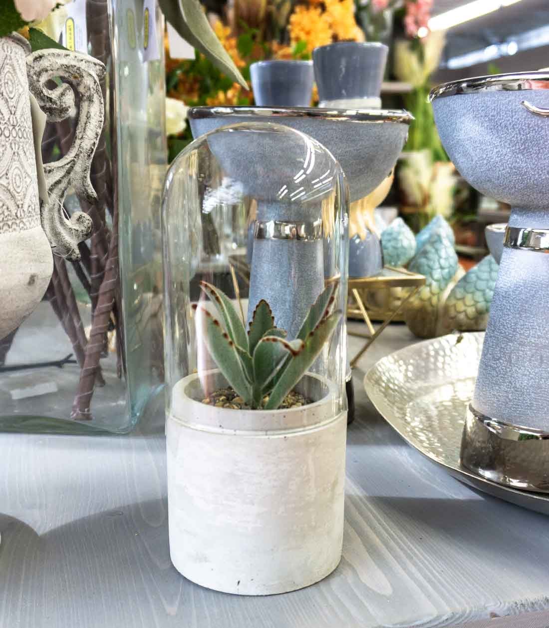 Succulente in capsula