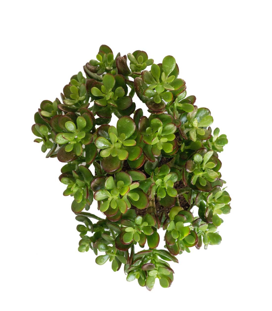 Crassula Ovata Bonsai