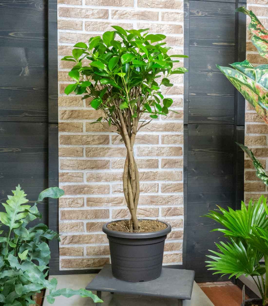 Ficus benjamin intrecciato alto