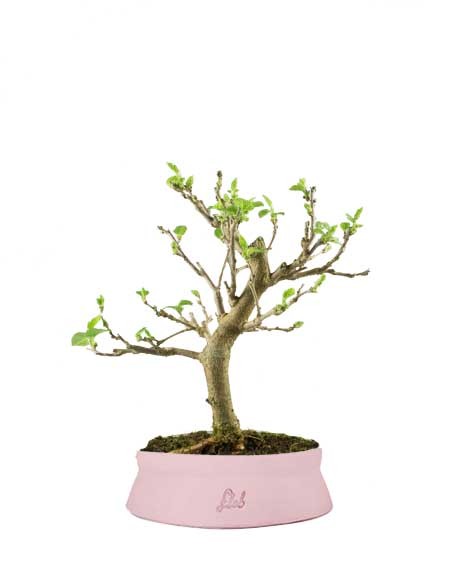 Gelso bonsai 7 anni