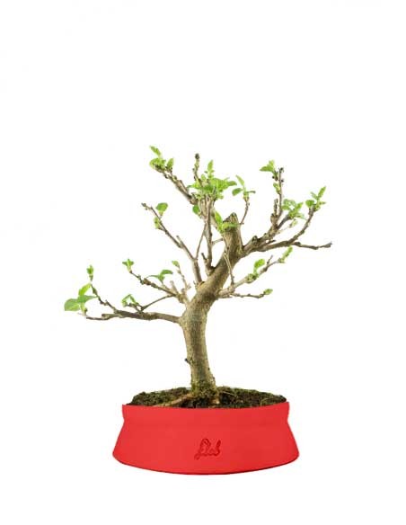 Gelso bonsai 7 anni