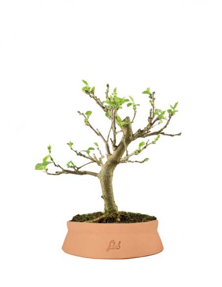 Gelso bonsai 7 anni