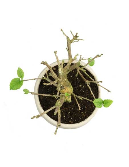 Gelso bonsai 7 anni