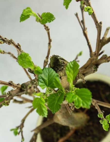 Gelso bonsai 7 anni