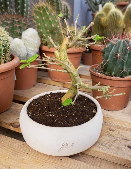 Gelso bonsai 7 anni