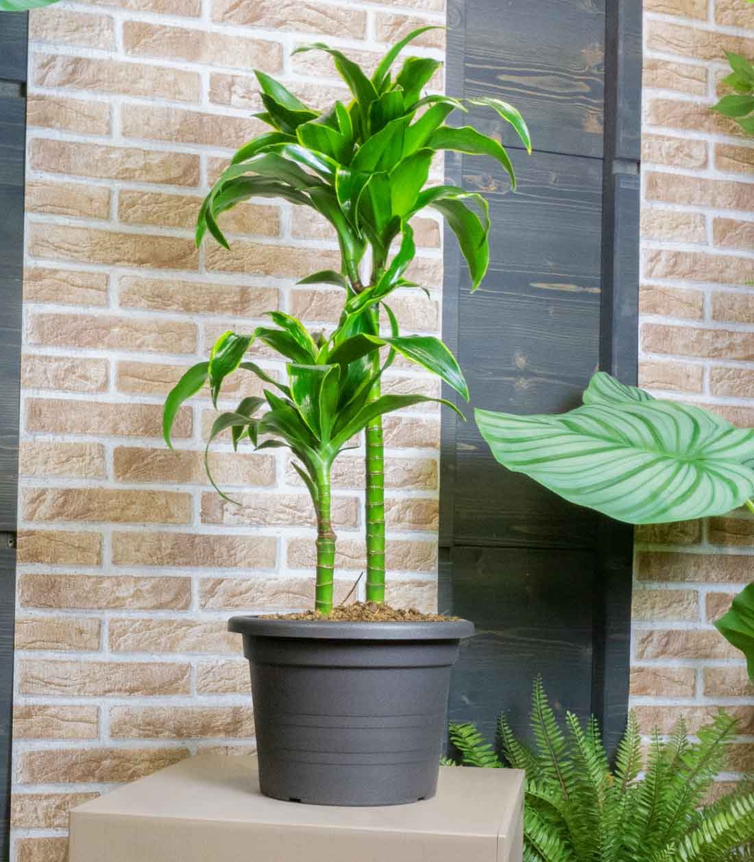 Dracena