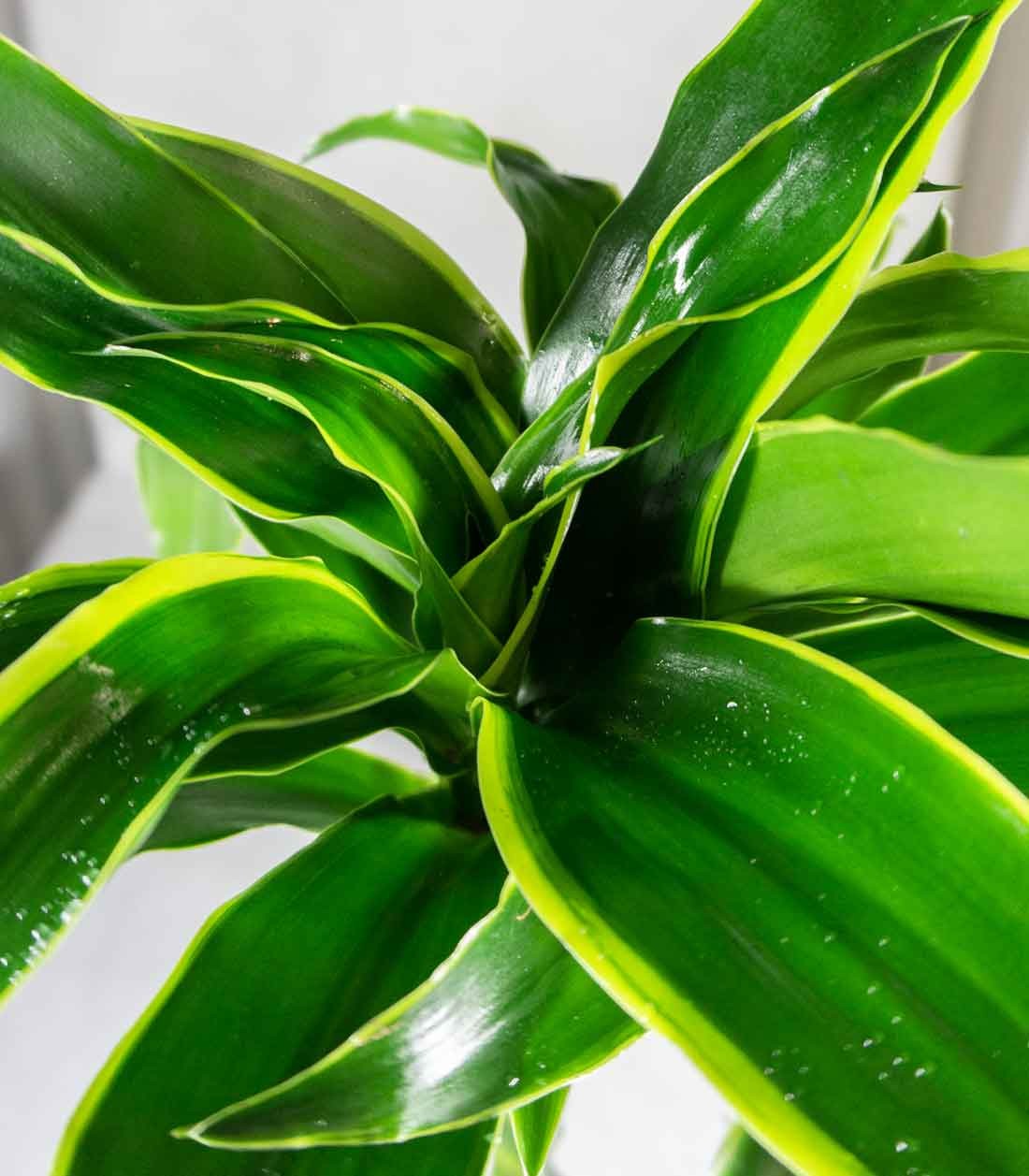 Dracena