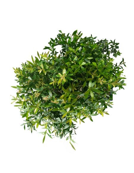 Mirto cinese Impalcato XL