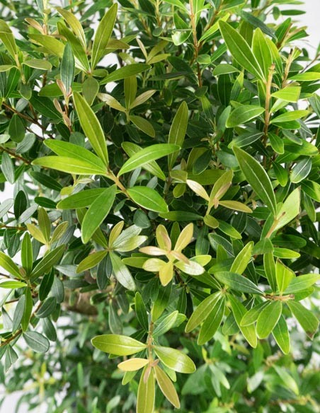 Mirto cinese Impalcato XL