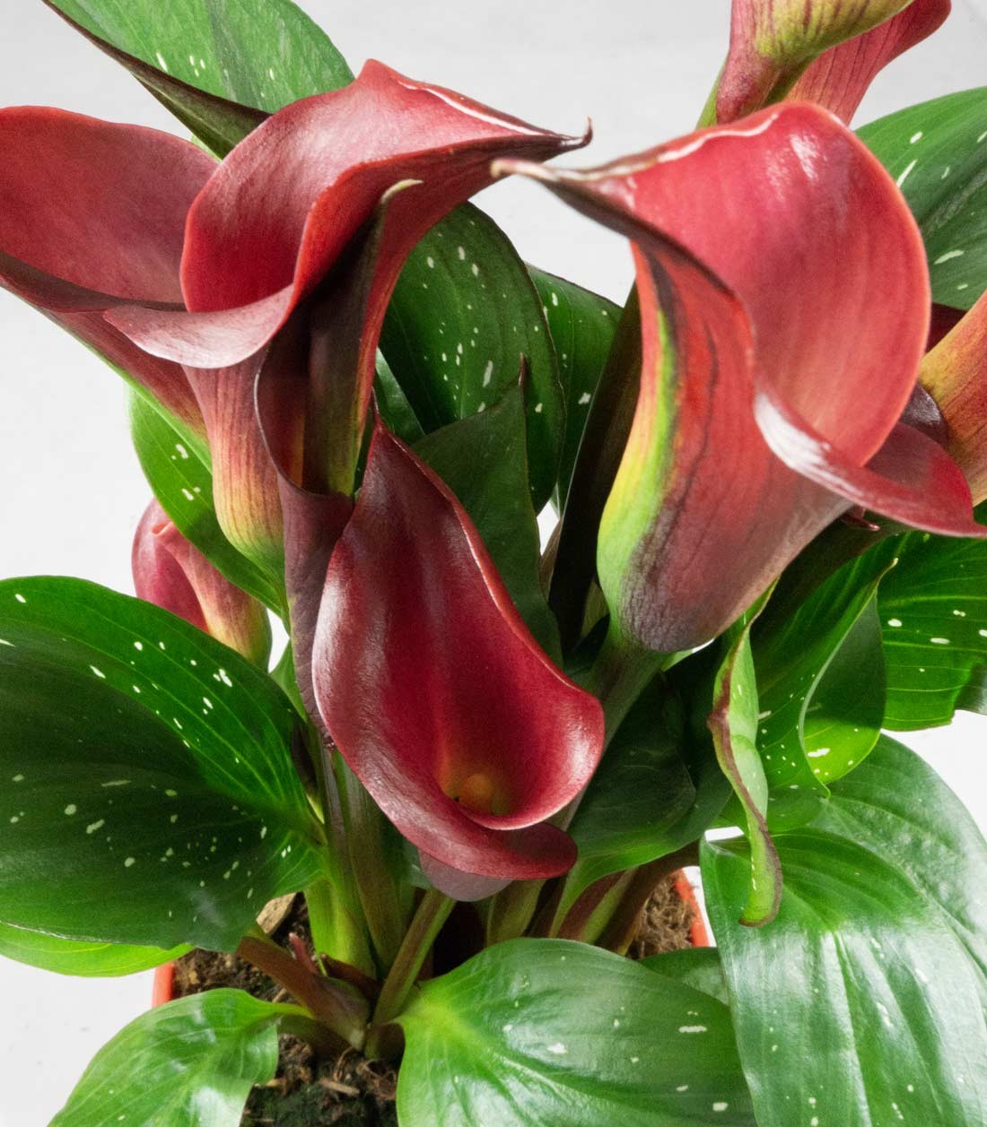 Calla