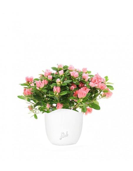 Azalea