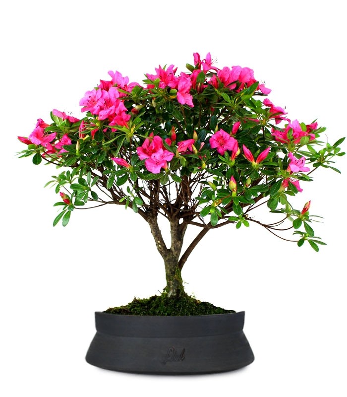 Azalea L