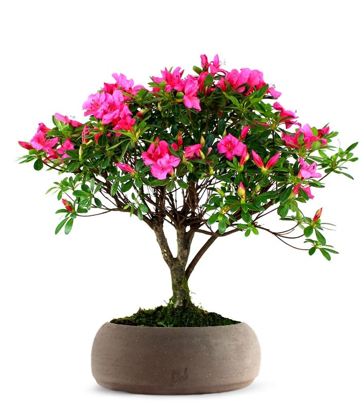 Azalea L