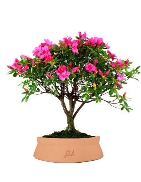 Azalea L