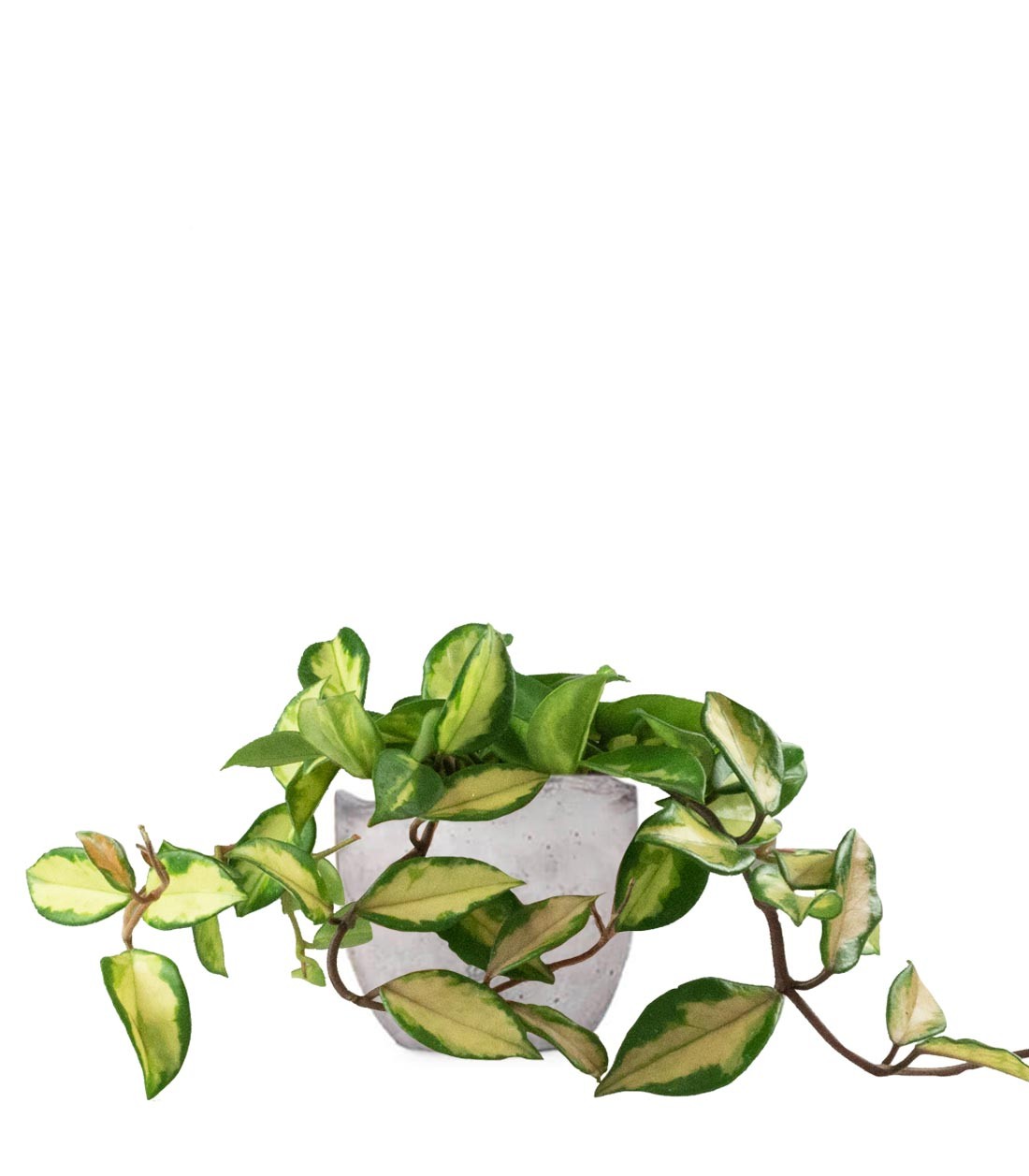 Hoya carnosa