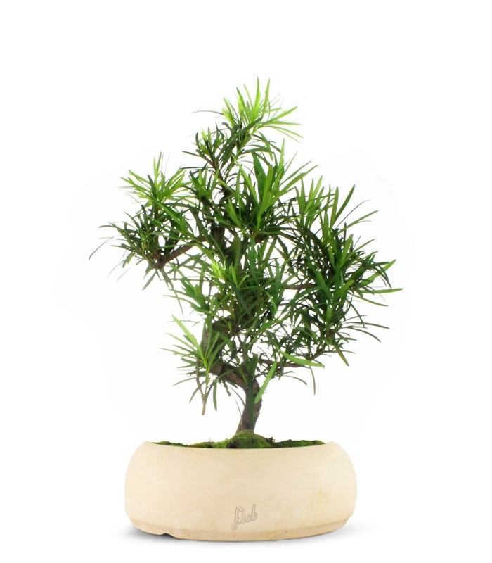 Podocarpus L