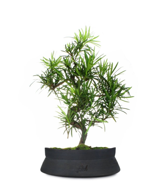 Podocarpus L