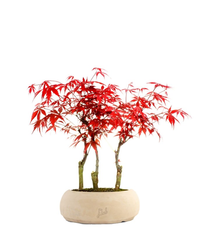 Acero rosso boschetto M