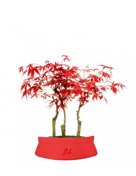 Acero rosso boschetto M