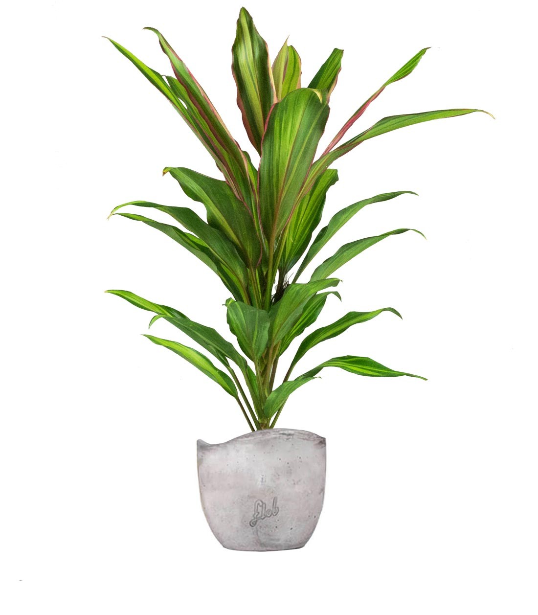 Cordyline Fruticosa Kiwi