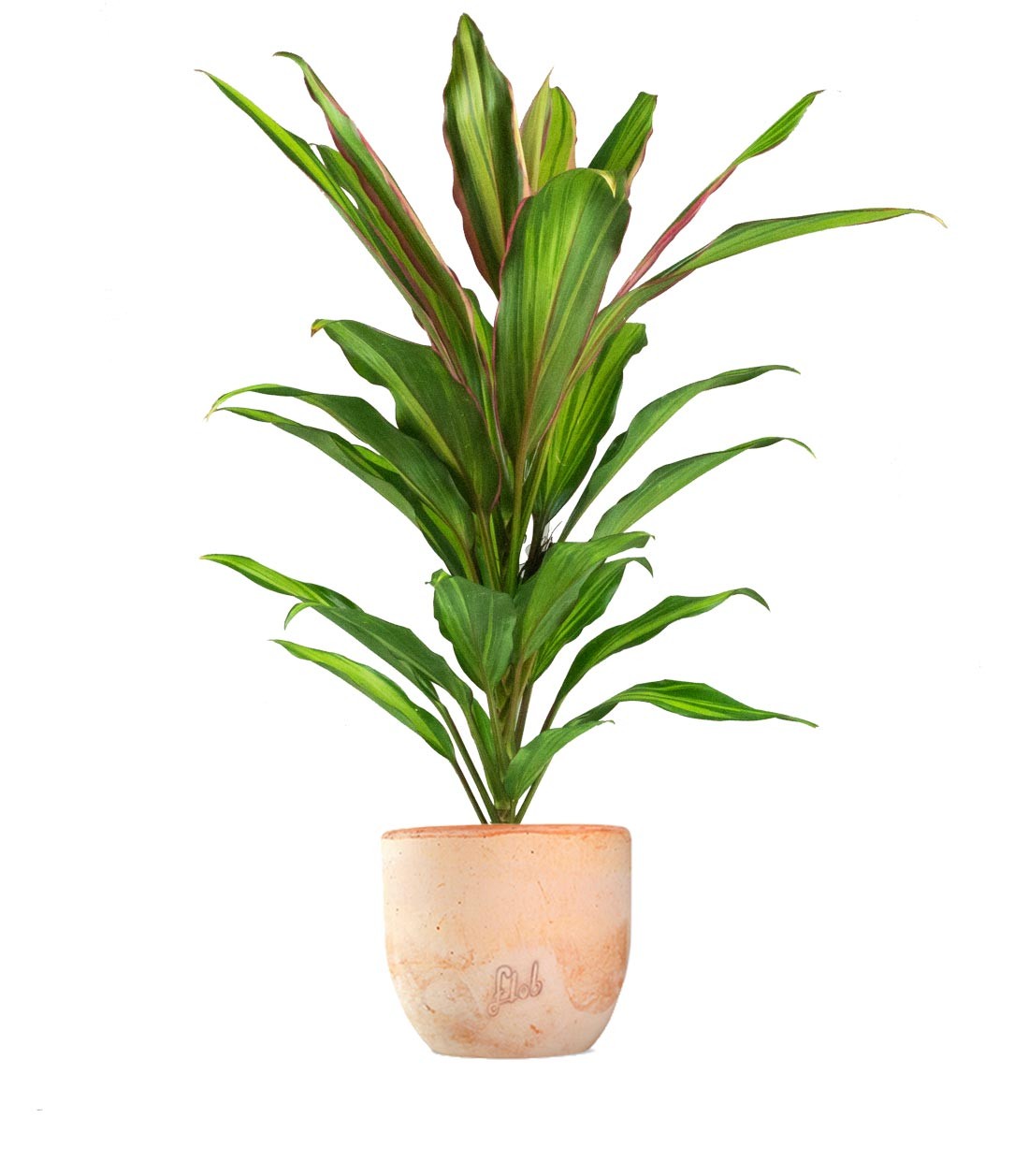 Cordyline Fruticosa Kiwi