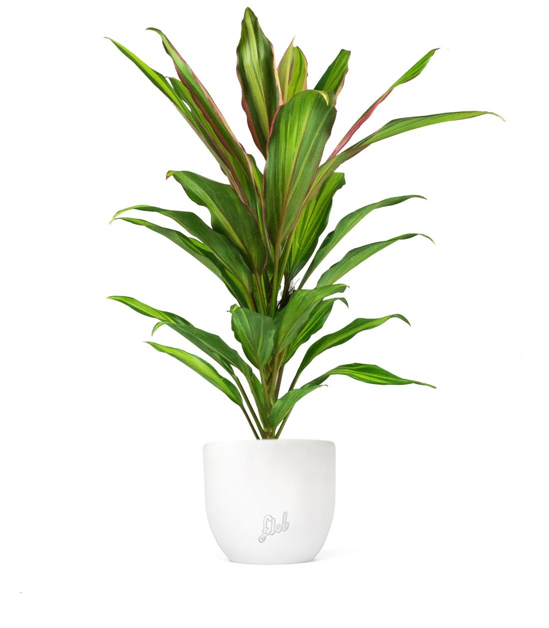 Cordyline Fruticosa Kiwi