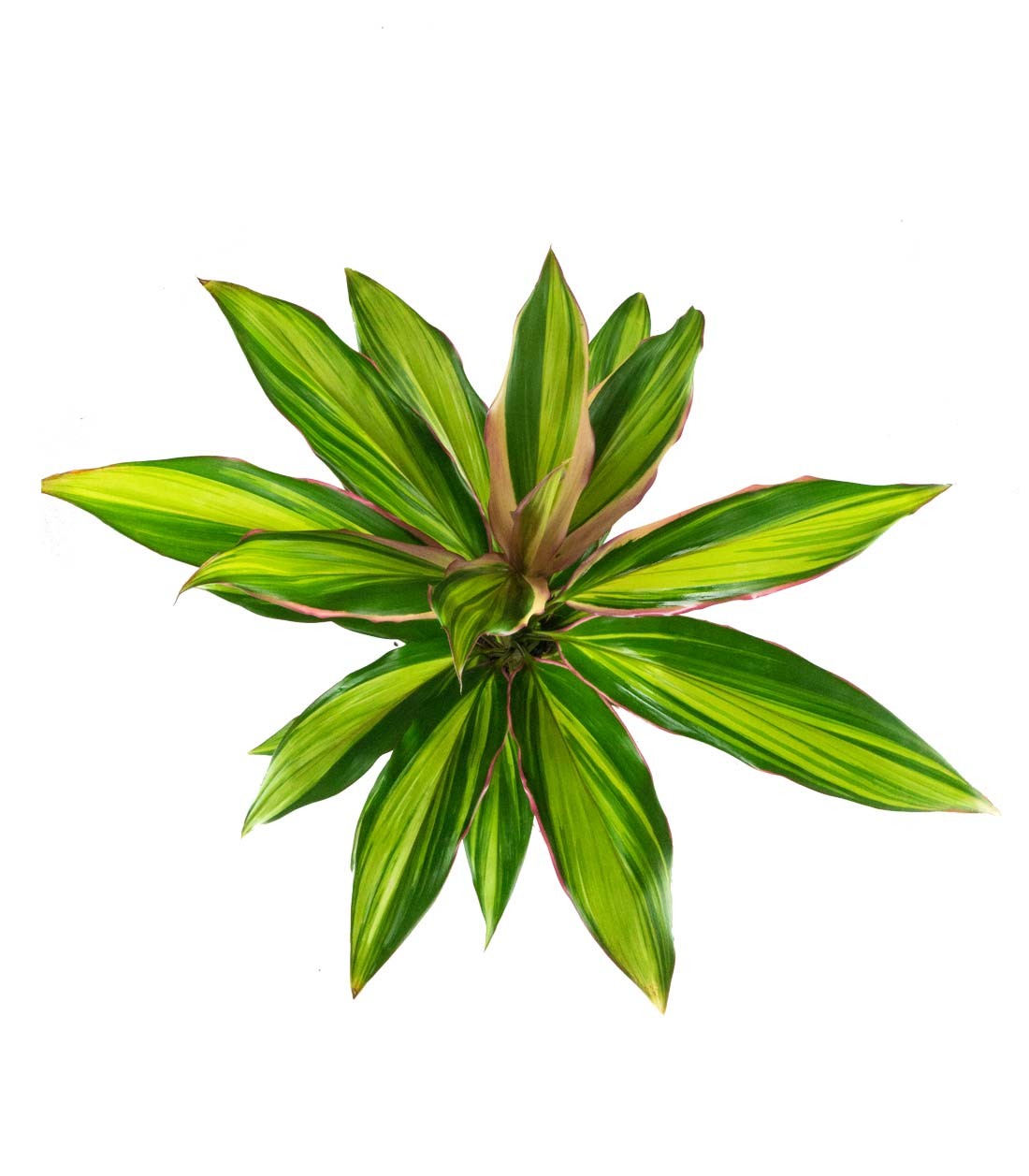 Cordyline Fruticosa Kiwi