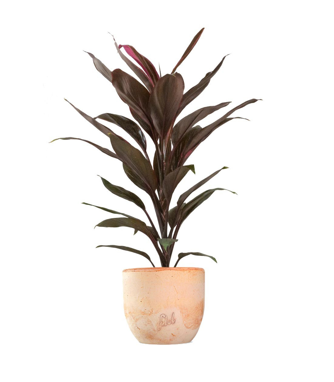 Cordyline Fruticosa Tango