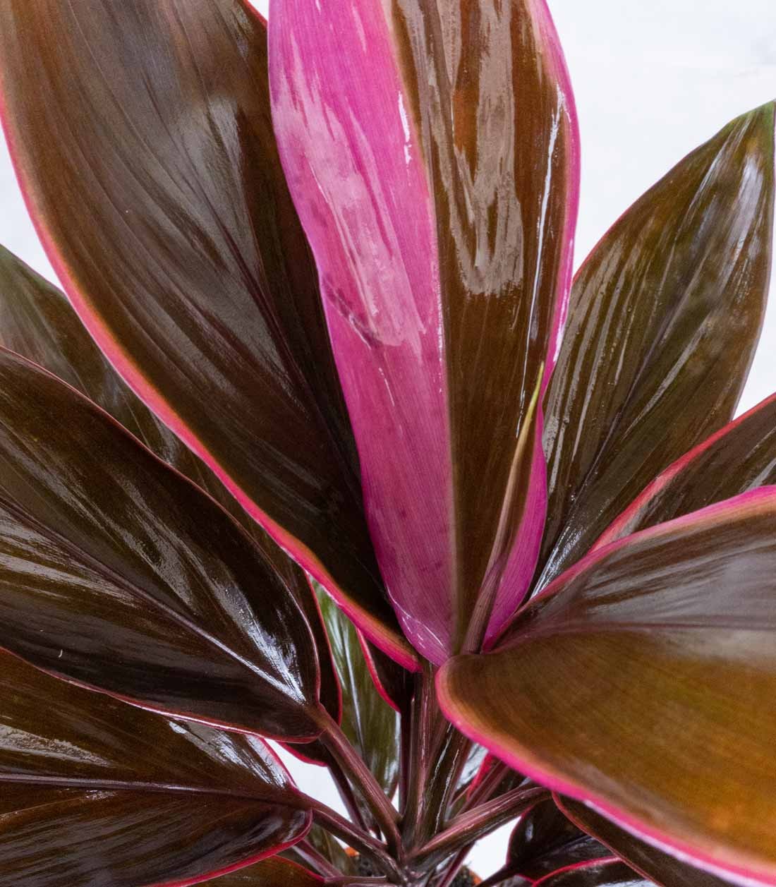 Cordyline Fruticosa Tango
