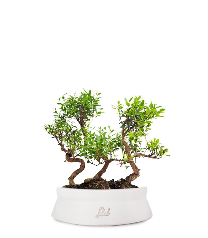 Mirto Boschetto