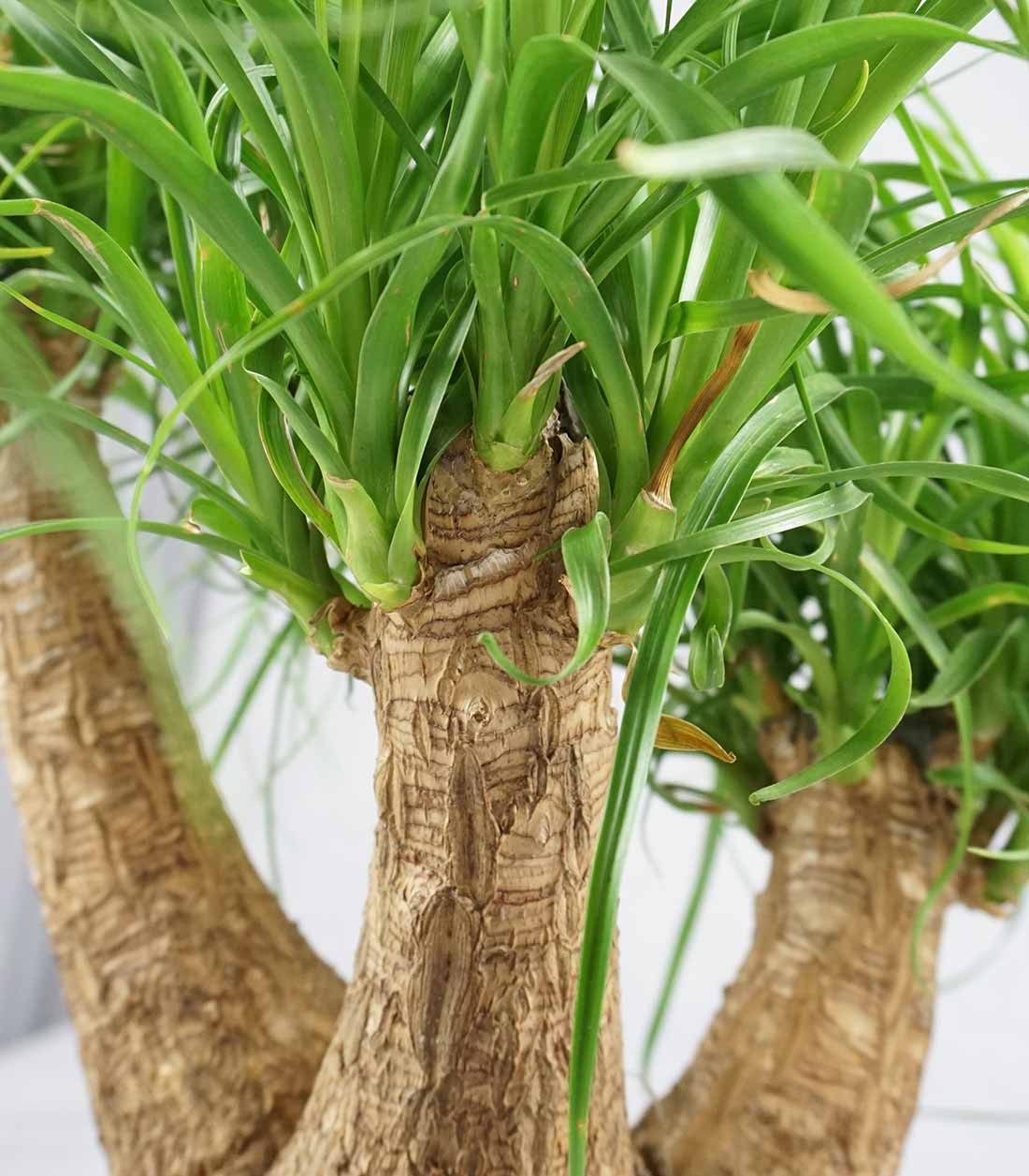 Beaucarnea Nolina L